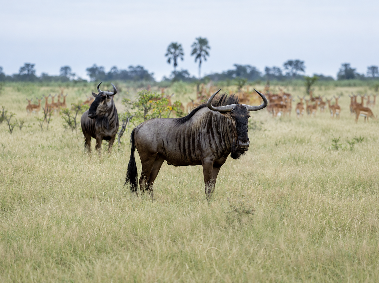 Blue Wildebeest
